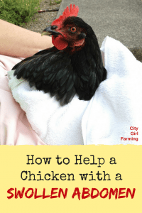 What do you do when you have a chicken with a very swollen abdomen? Here's how you can help.