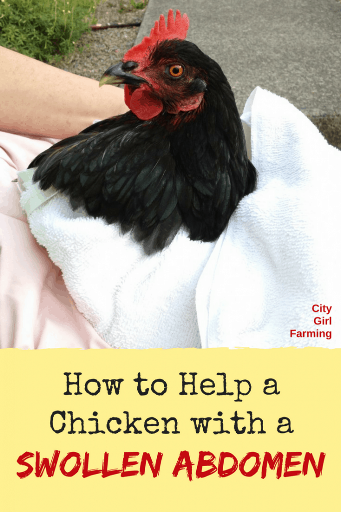 chicken-swollen-abdomen-city-girl-farming-sustainable-living-for