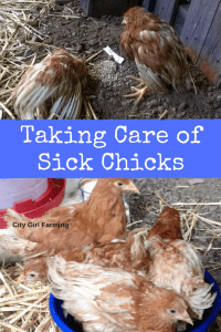When life throws you sick chicks, what do you do? Here's what I did and the (happy) outcome!