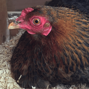 Getting Started with chickens