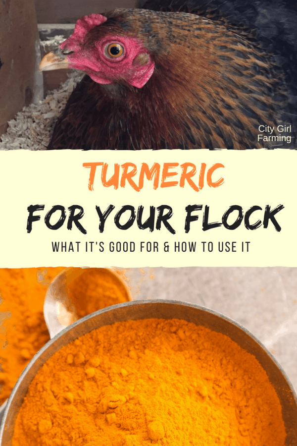 There are some amazing benefits in using turmeric with your chickens. Here's how to use it and why it's good for them.