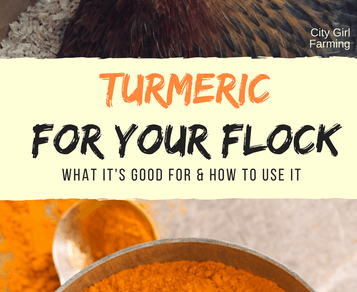 There are some amazing benefits in using turmeric with your chickens. Here's how to use it and why it's good for them.