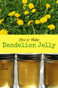Ever wondered how to make dandelion jelly? Ever heard of it? It's a lovely yellow, very tasty jelly you make from dandelions! Try it!