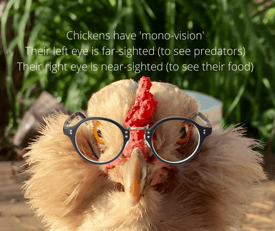 Chickens can see 360 degrees (1) - CITY GIRL FARMING | Sustainable Living  for Regular People
