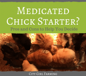 Medicated chick starter? Know the pros and cons to help you decide.