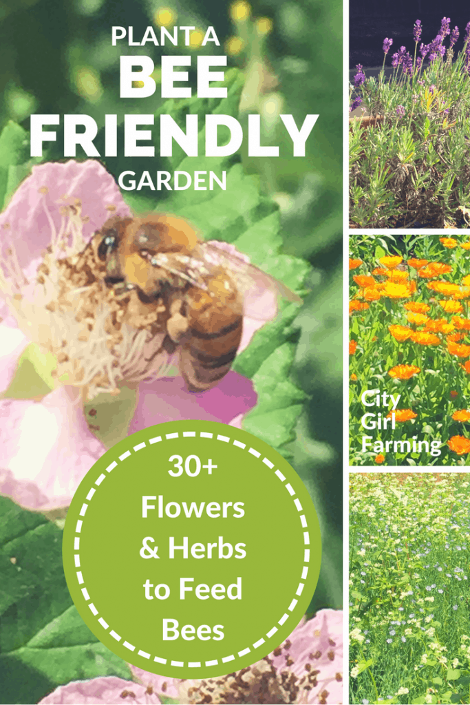 Planting a Bee Friendly Garden - CITY GIRL FARMING | Sustainable Living ...