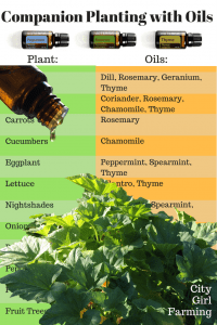 Companion 'planting' with essential oils offers all the benefits of the companion plant without having to plant them!