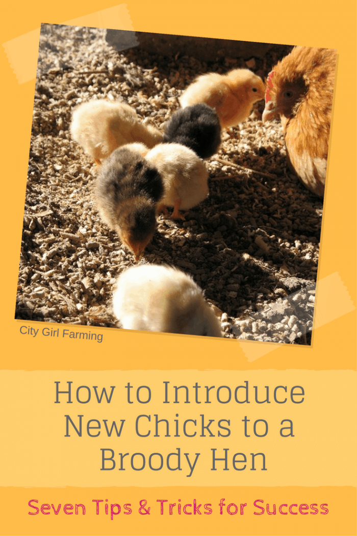 Would you like to introduce some baby chicks to your broody hen for her to raise?. Here's some tips and tricks to help you transition smoothly.