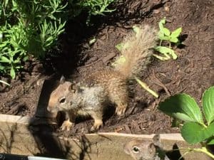 They are super cute, but do tons of damage. Learn non-toxic ways to protect your garden from squirrels