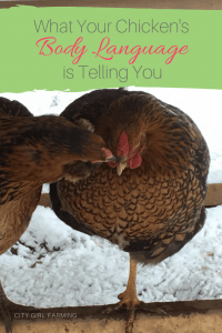 Your chickens body language can tell you lots of things if you know what you're looking for.