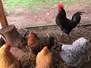 If you've got young or old chickens, you maybe be wondering how to tell if you're chickens are laying. Here are over a dozen clues to help you figure out the mystery of egg laying!