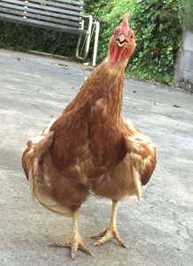 30 things to know before you get chickens...a helpful list of common chicken-raising issues, problems and oddities that will help you be an informed chicken owner before those things come up and leave you wondering what to do...