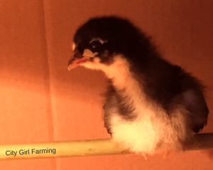 The preparation of a brooder is the first thing that needs to happen before you bring your new baby chicks home. While there are many ways you can set up a brooder, there are some basic things you need to make sure you include. Here's a step by step process to getting all your bases covered before you bring those cute babies home.