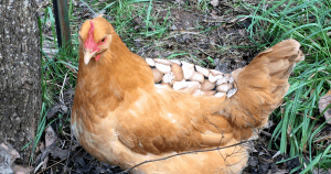 A chicken saddle is a good thing to keep on hand if you have a flock of chickens. They're handy to have around for more than one chicken problem. They’re also easy to make (or inexpensive to buy) and could possibly even save the life of one of your hens.