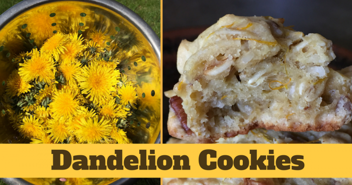 Have you ever made dandelion cookies? If not, it's time! For one, they're tasty! They're also easy to make and have some great health benefits to boot. If you're new to cooking with dandelions, it's great fun to forage for those lovely yellow gems and then turn them in to delicious food. These dandelion cookies will be loved by everyone. Ready to try them?