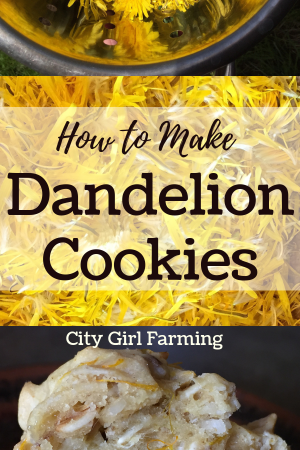 Why would you want to know how to make dandelion cookies with essential oils? For one, they're tasty! They're also easy to make and have some great health benefits to boot.