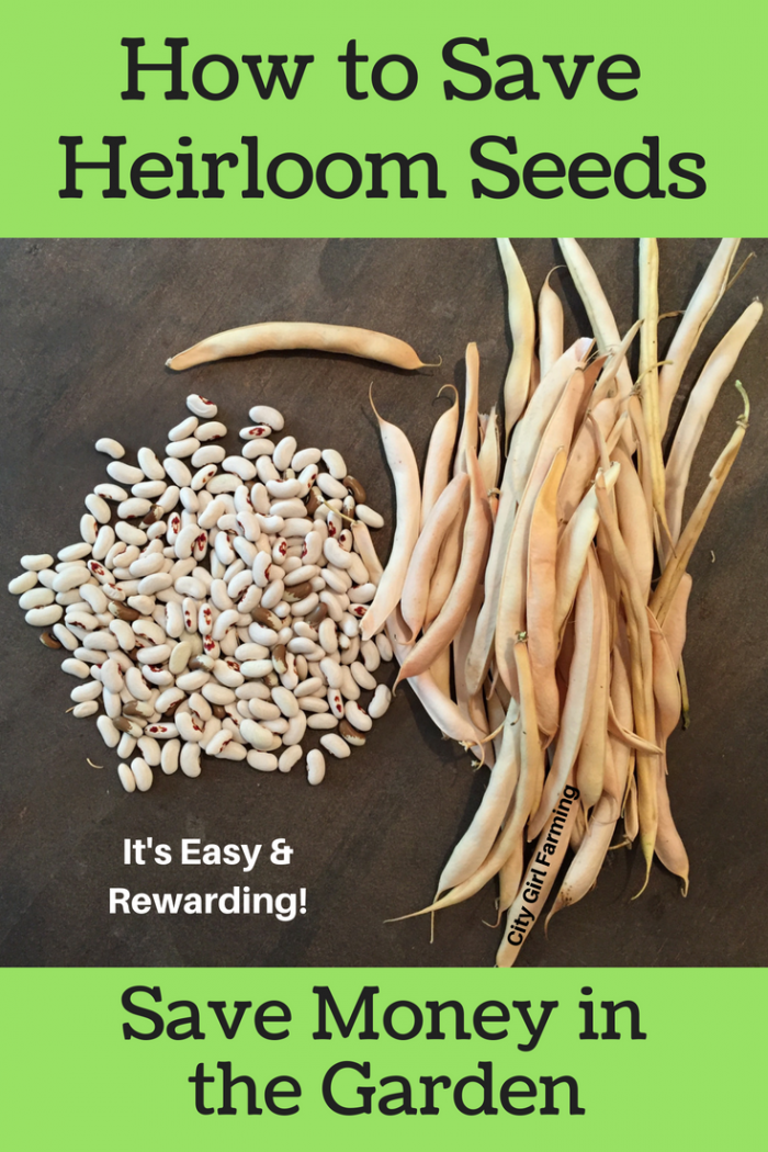 If you have heirloom vegetable plants that mean the world to you and your family, it's time to consider seed saving if you haven't already. It's a skill that thrifty gardeners have been using for generations, and it's FULL of benefits. Here are a few reasons why seed saving is important.