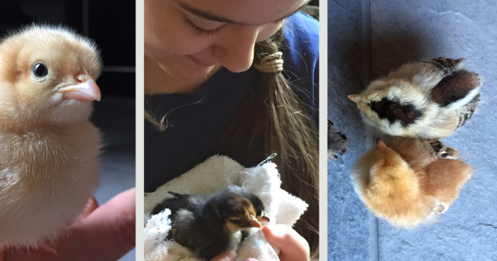 Taking care of new chicks--what you need to know to get started.