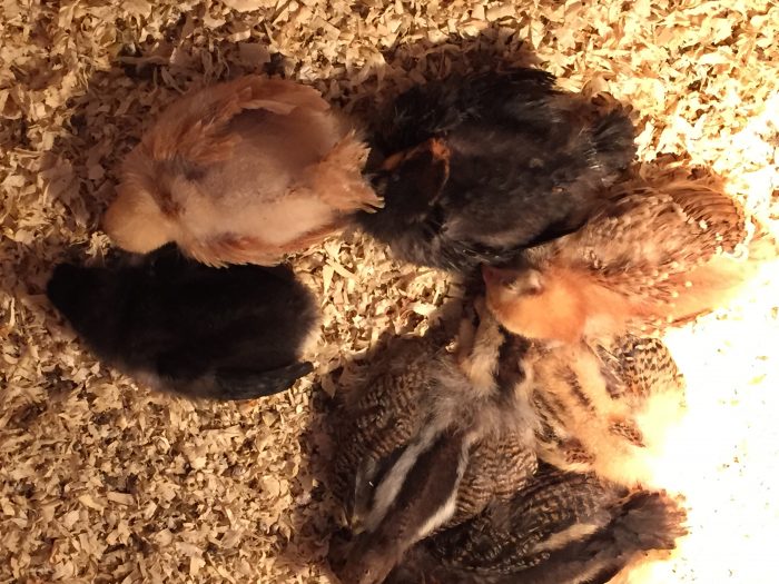taking care of new chicks--proper bedding