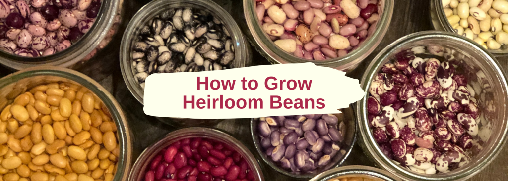 How to Grow Heirloom Beans - CITY GIRL FARMING